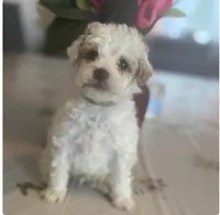 Stormy, a male Miniature Goldendoodle for sale in Cumberland, RI – Photo 2 of 3