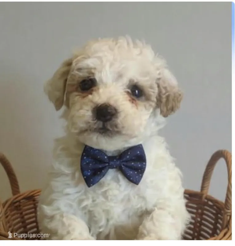 Stormy – Miniature Goldendoodle puppy for sale in Cumberland, RI