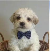 Stormy, a male Miniature Goldendoodle for sale in Cumberland, RI – Photo 1 of 3