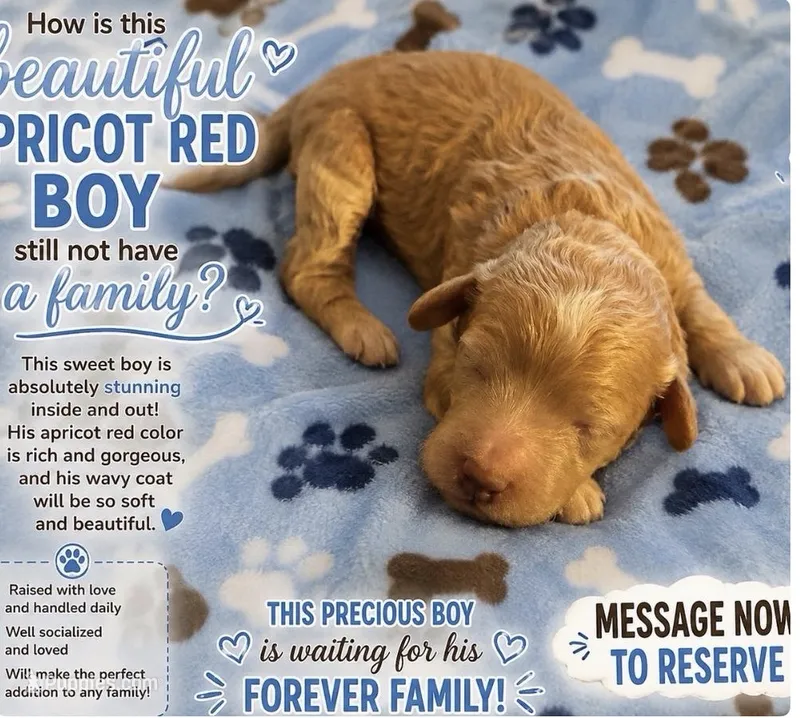 Chevy – Miniature Goldendoodle puppy for sale in Cumberland, RI