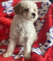 Bowie, a male Miniature Goldendoodle for sale in Cumberland, RI – Photo 2 of 4