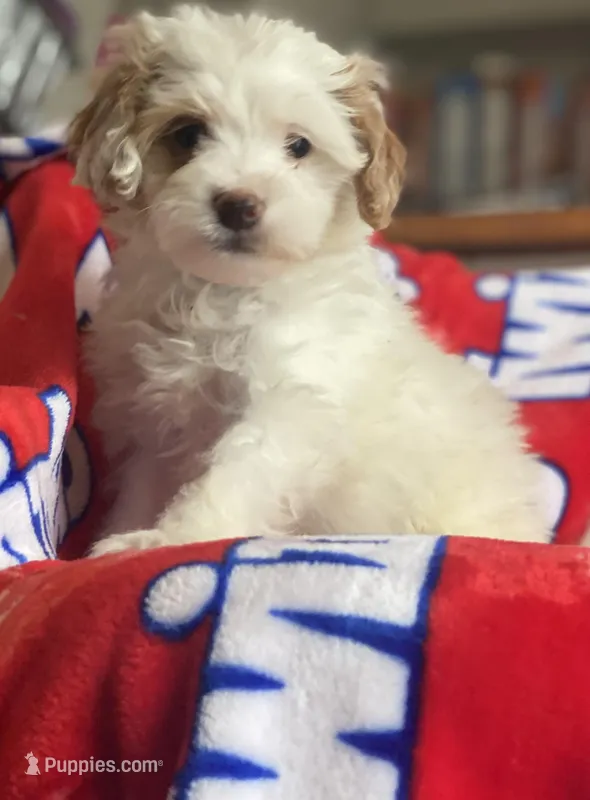 Bowie – Miniature Goldendoodle puppy for sale in Cumberland, RI