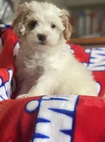 Bowie, a male Miniature Goldendoodle for sale in Cumberland, RI – Photo 1 of 4