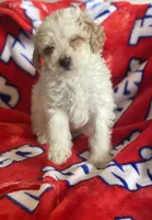 Bowie, a male Miniature Goldendoodle for sale in Cumberland, RI – Photo 3 of 4