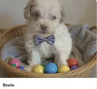 Bowie, a male Miniature Goldendoodle for sale in Cumberland, RI – Photo 4 of 4