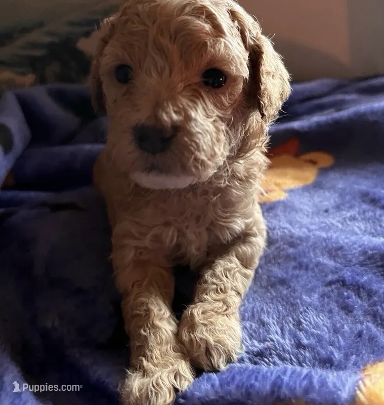 Chevy – Miniature Goldendoodle puppy for sale in Cumberland, RI