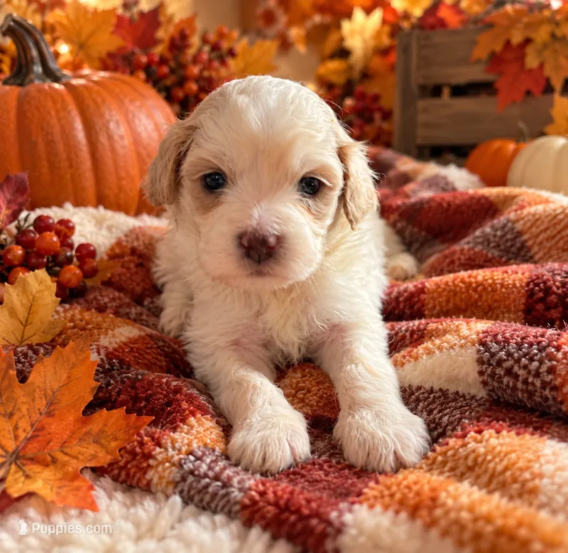 Chewy – Miniature Goldendoodle puppy for sale in Cumberland, RI