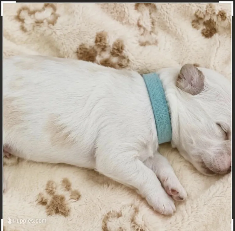 Chewy – Miniature Goldendoodle puppy for sale in Cumberland, RI