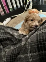 Daphney, a female Miniature Goldendoodle for sale in Cumberland, RI – Photo 2 of 2