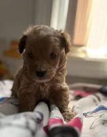 Daphney, a female Miniature Goldendoodle for sale in Cumberland, RI – Photo 1 of 2
