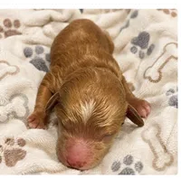Honey , a female Miniature Goldendoodle for sale in Cumberland, RI – 1 of 1