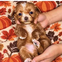 Charlie , a male Miniature Goldendoodle for sale in Cumberland, RI – 1 of 1
