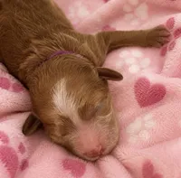 Coco , a female Miniature Goldendoodle for sale in Cumberland, RI – 1 of 2