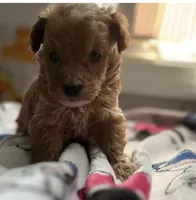 Velma, a female Miniature Goldendoodle for sale in Cumberland, RI – Photo 2 of 2