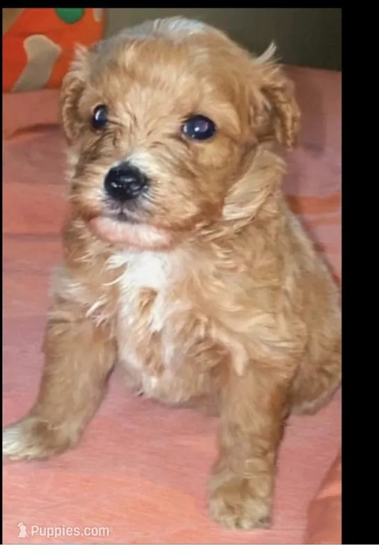 Velma – Miniature Goldendoodle puppy for sale in Cumberland, RI