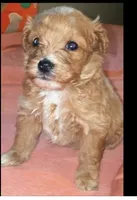 Velma, a female Miniature Goldendoodle for sale in Cumberland, RI – Photo 1 of 2