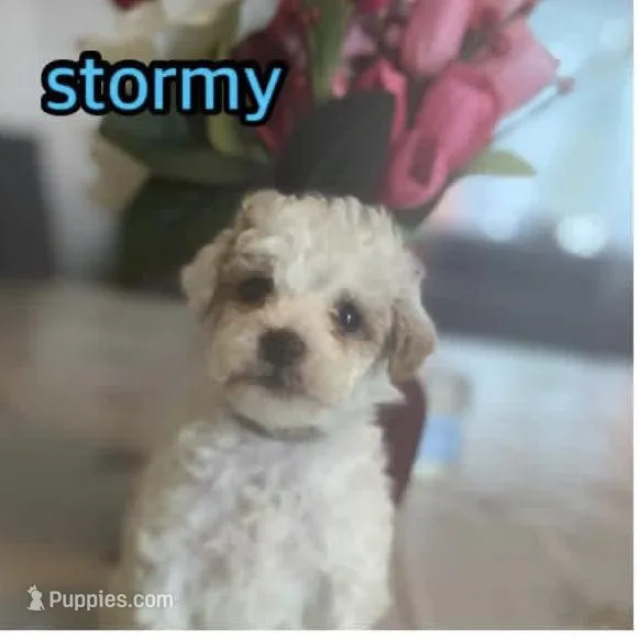 Stormy – Miniature Goldendoodle puppy for sale in Cumberland, RI