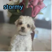 Stormy, a male Miniature Goldendoodle for sale in Cumberland, RI – Photo 1 of 3