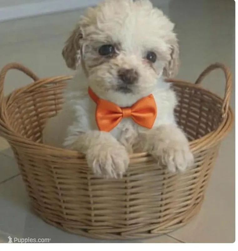 peanut – Miniature Goldendoodle puppy for sale in Cumberland, RI