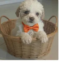 peanut, a male Miniature Goldendoodle for sale in Cumberland, RI – Photo 1 of 4