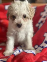 peanut, a male Miniature Goldendoodle for sale in Cumberland, RI – Photo 3 of 4