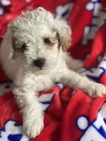 peanut, a male Miniature Goldendoodle for sale in Cumberland, RI – Photo 4 of 4