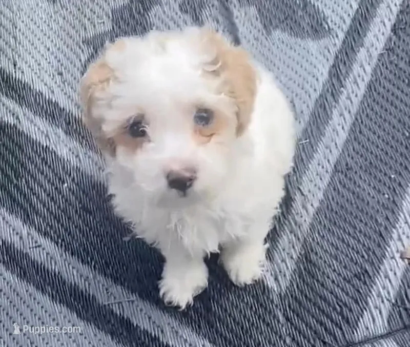 peanut – Miniature Goldendoodle puppy for sale in Cumberland, RI