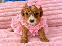 Honey , a female Miniature Goldendoodle for sale in Cumberland, RI – 1 of 3