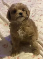 Rusty, a  Miniature Goldendoodle for sale in Cumberland, RI – Photo 2 of 4