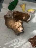 Rusty, a  Miniature Goldendoodle for sale in Cumberland, RI – Photo 4 of 4