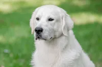 Maverick, a male English Cream Golden Retriever for sale in Sheridan, IN – Photo 1 of 3