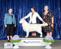 Maverick, a male English Cream Golden Retriever for sale in Sheridan, IN – Photo 2 of 3