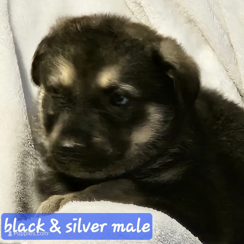 Buba – German Shepherd Dog puppy for sale in San Antonio, TX