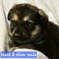 Buba, a male German Shepherd Dog for sale in San Antonio, TX – 1 of 2