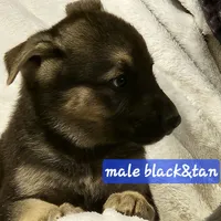 Ace, a male German Shepherd Dog for sale in San Antonio, TX – 1 of 2