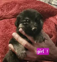 Fancy, a female German Shepherd Dog for sale in San Antonio, TX – 1 of 1