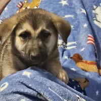 Duce, a male German Shepherd Dog for sale in San Antonio, TX – 1 of 2