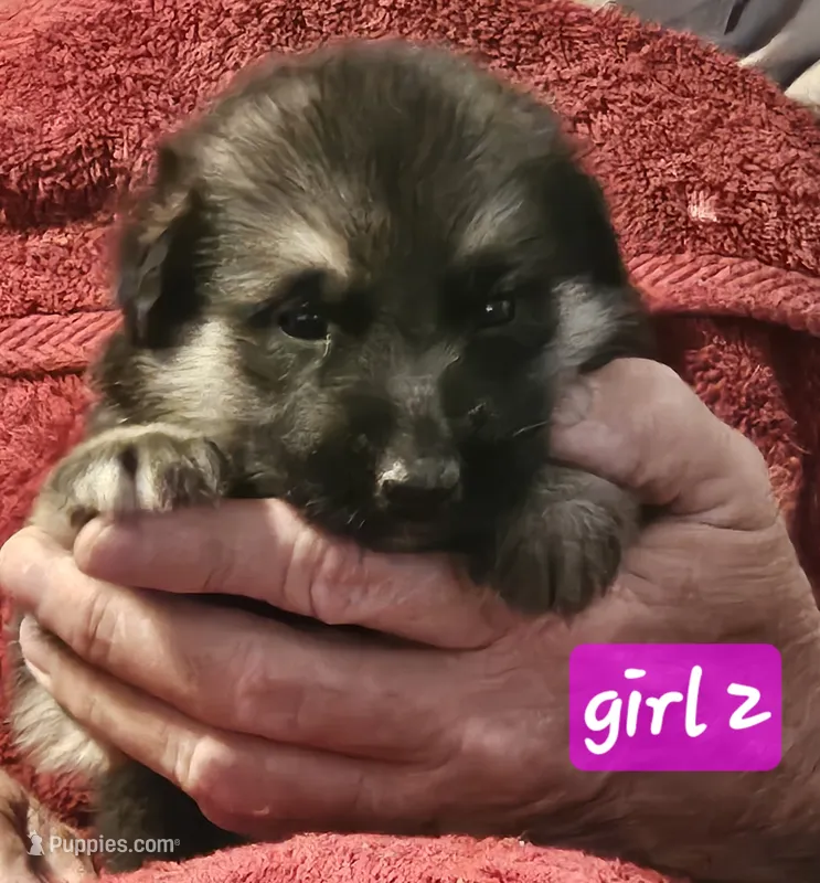 Greta – German Shepherd Dog puppy for sale in San Antonio, TX