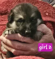 Greta, a female German Shepherd Dog for sale in San Antonio, TX – 1 of 1