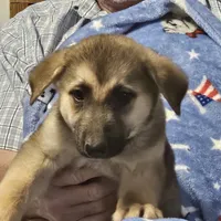 Duce, a male German Shepherd Dog for sale in San Antonio, TX – 2 of 2