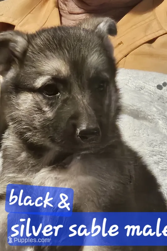 Cal – German Shepherd Dog puppy for sale in San Antonio, TX