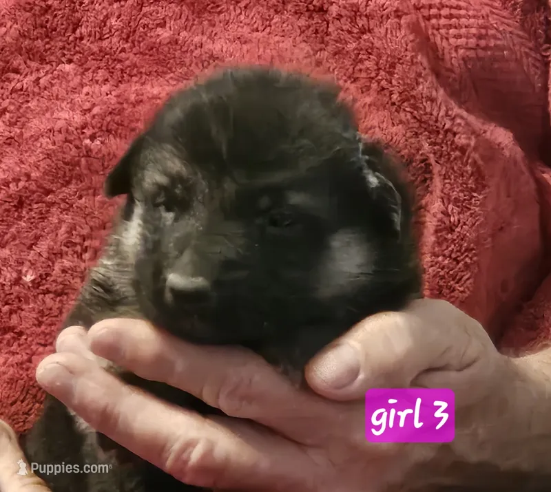 Hala – German Shepherd Dog puppy for sale in San Antonio, TX