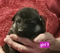 Hala, a female German Shepherd Dog for sale in San Antonio, TX – 1 of 1
