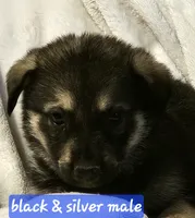 Buba, a male German Shepherd Dog for sale in San Antonio, TX – 2 of 2
