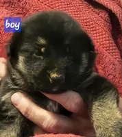 El, a male German Shepherd Dog for sale in San Antonio, TX – 1 of 1
