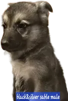 Cal, a male German Shepherd Dog for sale in San Antonio, TX – 2 of 2
