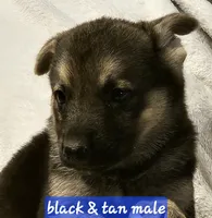 Ace, a male German Shepherd Dog for sale in San Antonio, TX – 2 of 2