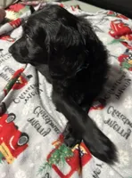 Blaze, a male Goldendoodle for sale in East Bend, NC – Photo 5 of 7