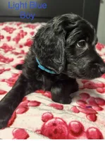 Blaze, a male Goldendoodle for sale in East Bend, NC – Photo 3 of 7