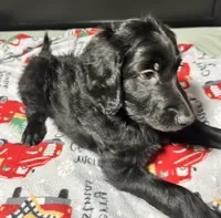 Blaze, a male Goldendoodle for sale in East Bend, NC – Photo 7 of 7